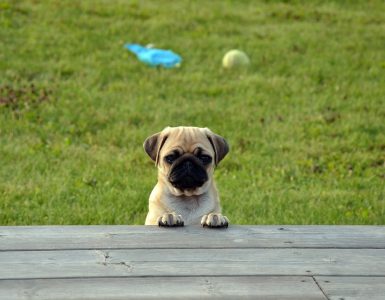 race petit chien douce enfants